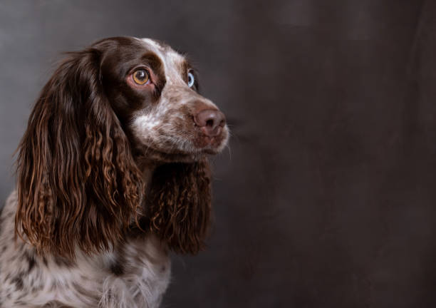 istock Funny chocolate young spaniel with different eyes on grey background. 1298384686