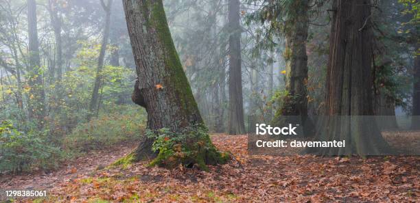 Mt Doug Trees In The Fog Stock Photo - Download Image Now - Old Growth Forest, Atmospheric Mood, BC