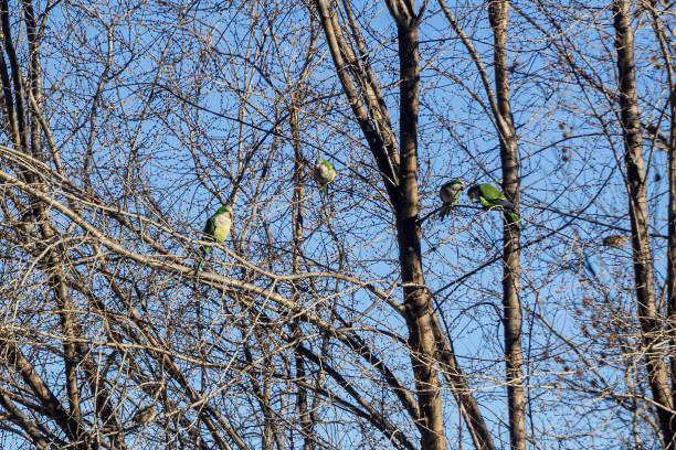Group of Monk parakeet (Myiopsitta monachus) perched on the branches of a tree