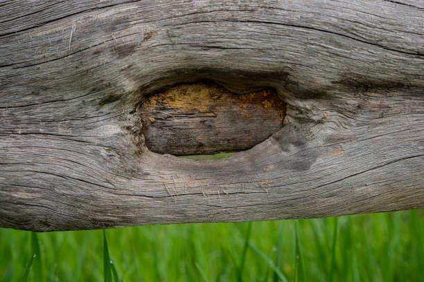old fence board on a green blurred background, close-up. Spring season.