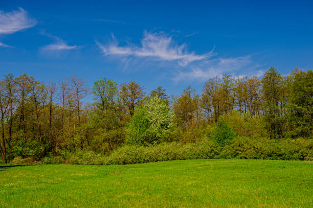 meadow and deciduous forest are overgrown with flowering blackthorn bush. Spring season. Web banner. Ukraine. Europe.