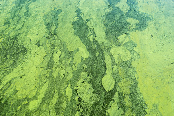 istock green color background with cyanobacteria on water 1298387384