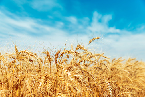 Yellow agriculture field with ripe wheat and blue sky with clouds over it.