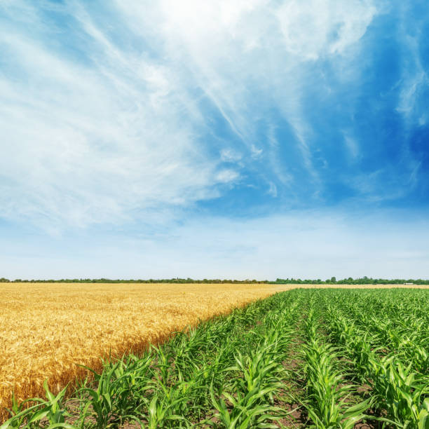 istock Green and yellow agricultural fields with corn and wheat. Blue sky with clouds over field. 1298387495