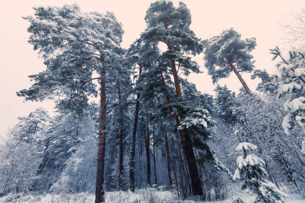 pine trees - snowy forest - winter - lumber industry cold day forest imagens e fotografias de stock