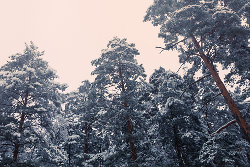 Pine trees - snowy forest - winter