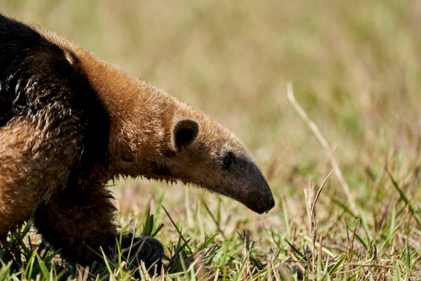 près d’un tamandua méridional, tamandua tetradactyla, également fourmilier à collier ou fourmilier inférieur, est une espèce de fourmilier d’amérique du sud, se nourrissant sur une prairie dans le sud du pantanal, brésil - southern tamandua photos et images de collection