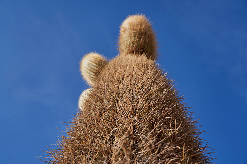 Giant cactus with long spikes on fish Island at Salar de Uyuni, Salar de Tunupa, worlds largest salt flat, in the altiplano of Bolivia in the andes mountains