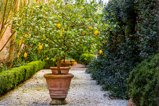 Potted lemon trees standing in a tranquil traditional garden in Charleston, South Carolina.