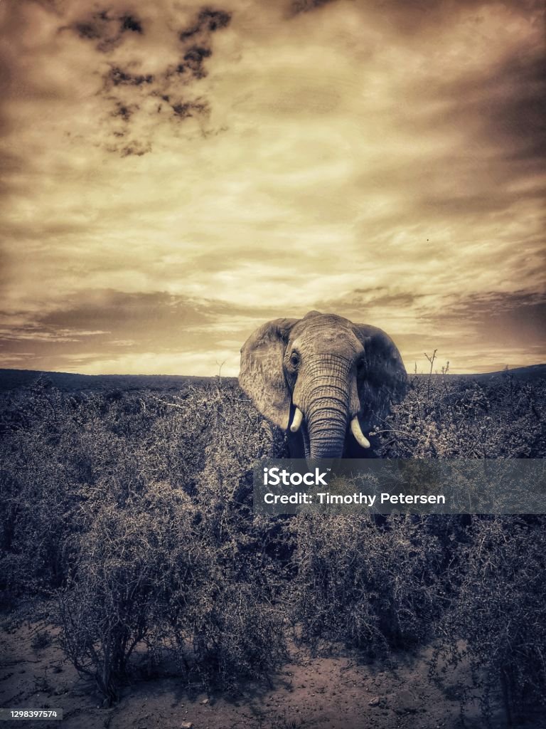 Majestic Elephant Stock Photo - Download Image Now - Adventure, Africa, African Elephant - iStock Majestic Elephant Stock Photo - Download Image Now - Adventure, Africa, African Elephant - iStock