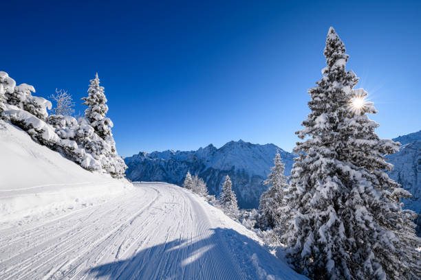 istock Snowcapped trees in ski resort 1298397897