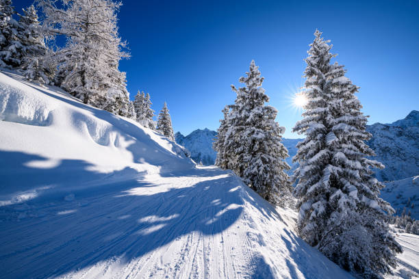 istock Snowcapped trees in ski resort 1298397901