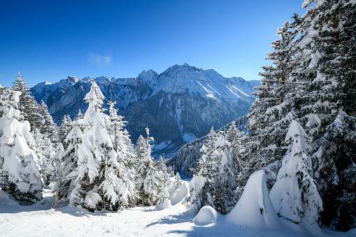 Blue sky with wispy clouds, snow capped mountain, and tall trees covered in heavy snow.