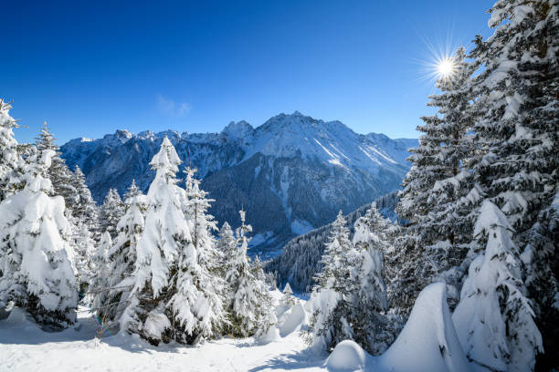 istock Snowcapped trees in ski resort at winter morning 1298397908