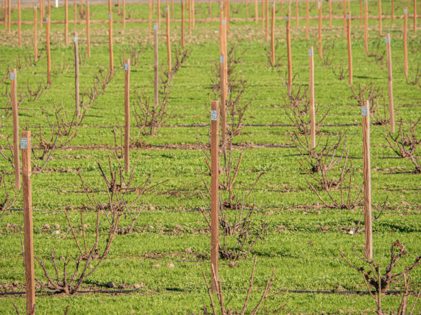 istock Rows of crops lined up near Davis Ca 1 1298399719