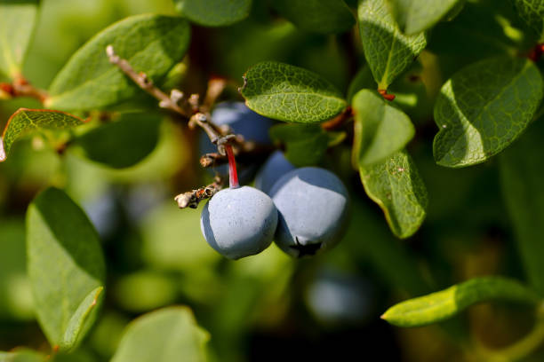 frutas do bog bilberry no verão, bilberry do norte, uliginosum de vaccinium - quercetin - fotografias e filmes do acervo