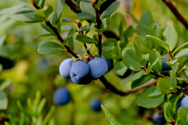 frutas do bog bilberry no verão, bilberry do norte, uliginosum de vaccinium - quercetin - fotografias e filmes do acervo