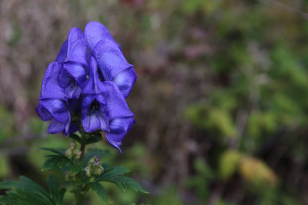 The flowers of the beautiful, but highly poisonous Azure Monkshood (Aconitum fischeri).  Shot in early fall, in Ontario, Canada.