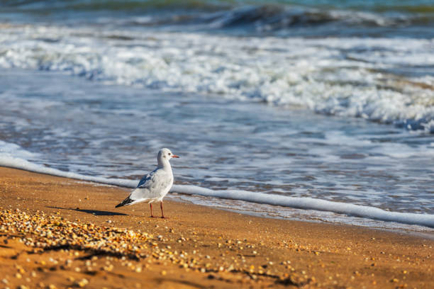 istock beautiful seagull on a sea coast 1298404131