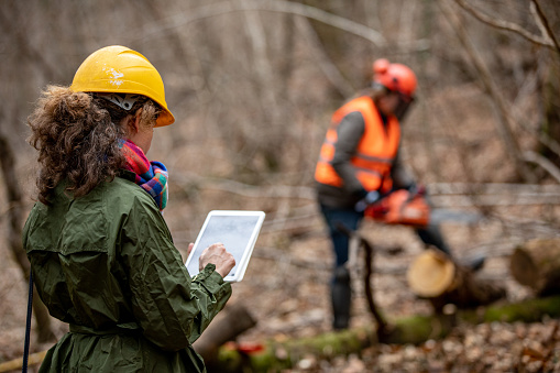 Forester Foreman Usando Tableta Digital Al Trabajar y Supervisar en el Bosque photo