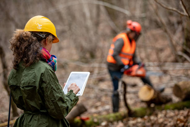 forester foreman usando tableta digital al trabajar y supervisar en el bosque - leñador fotografías e imágenes de stock