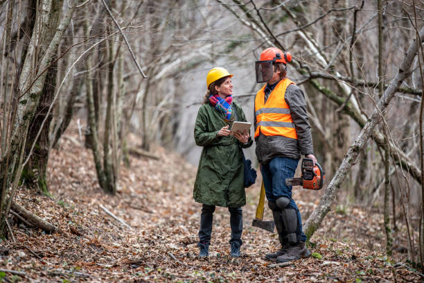 Female Forester and Lumberjack Working Together.