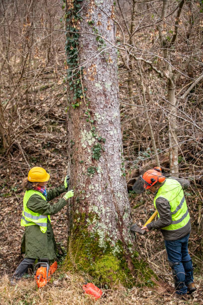 istock Forester and Lumberjack Working Together and Removing Ivy Growing on Spruce Tree 1298404562