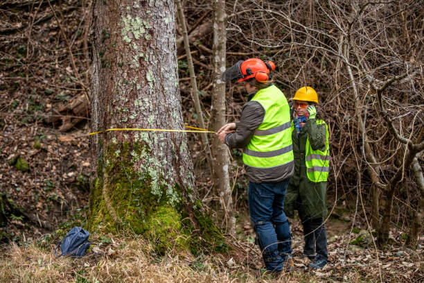 istock Forest Inspector and Lumberjack Measuring Circumference of Spruce Tree Trunk 1298404571