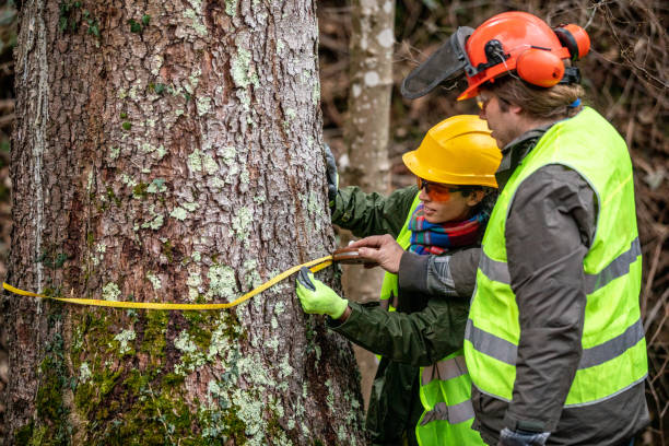 istock Forester and Lumberjack Measuring Girth of Spruce Tree Trunk 1298404573