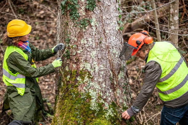 Forester and Lumberjack Clearing Ivy From Spruce Tree Trunk Forester and Lumberjack Clearing Ivy From Spruce Tree Trunk. ivy tree bark wood stock pictures, royalty-free photos & images