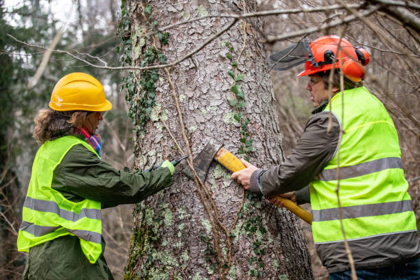 istock Forester and Lumberjack Removing Ivy Climbing on Spruce Tree 1298404579