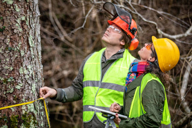 istock Forest Manager and Lumberjack Measuring and Calculating Tree Size 1298404583