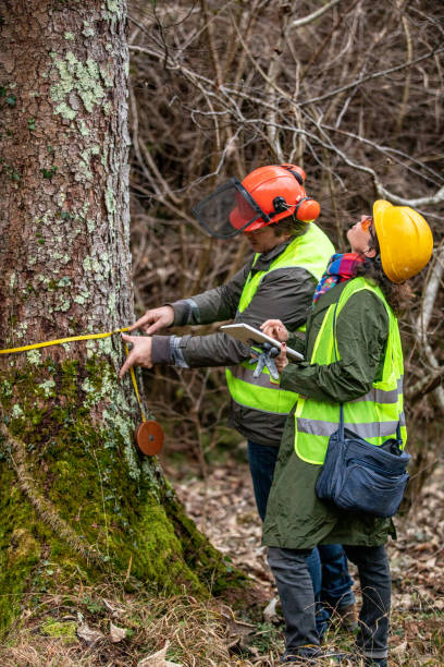 istock Forest Inspector and Lumberjack Working Together When Measuring Tree 1298404585
