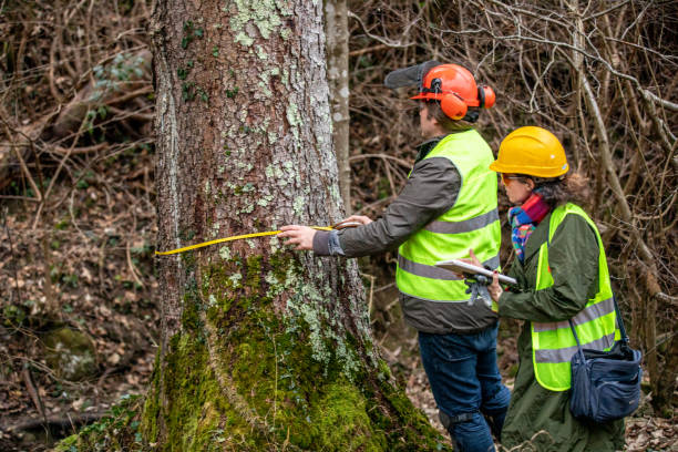 istock Forest Researcher and Lumberjack Working Together 1298404597