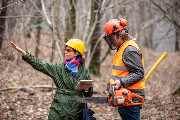 istock Female Forest Works Foreman Showing Lumberjack Which Trees To Cut Down 1298404621