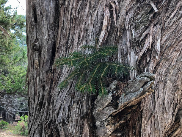 istock growth of a spruce sapling on the trunk of the juniper tree 1298404777