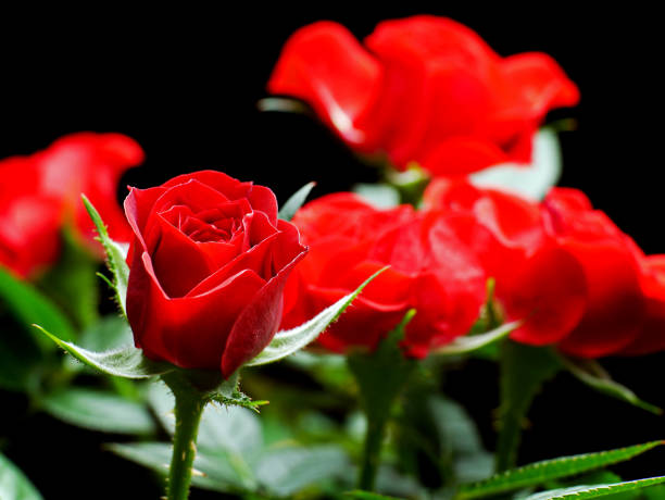 rosas vermelhas isoladas no fundo preto, flores lindas, tema romântico, símbolo do amor, flor de rosas vermelhas - velvet rose flower thorn - fotografias e filmes do acervo