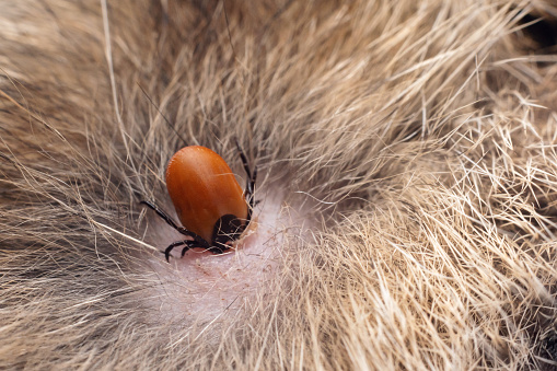 A dangerous carrier of infections, a tick dug into the skin of a cat.