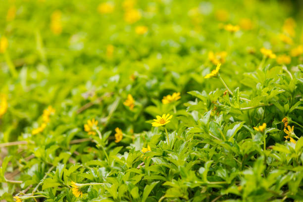 istock Green leaves and yellow flowers background 1298412909