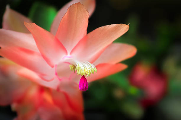 Macro view of the stigma and stamen on an Easter Cactus Macro view of the stigma and stamen on an Easter Cactus. whitsun stock pictures, royalty-free photos & images