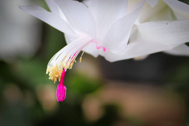 Macro view of the stigma and stamen on an Easter Cactus Macro view of the stigma and stamen on an Easter Cactus. whitsun stock pictures, royalty-free photos & images