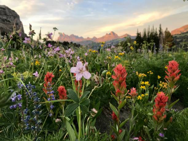 istock Wild Flowers at Fox Creek Pass (Tetons) 1298415256