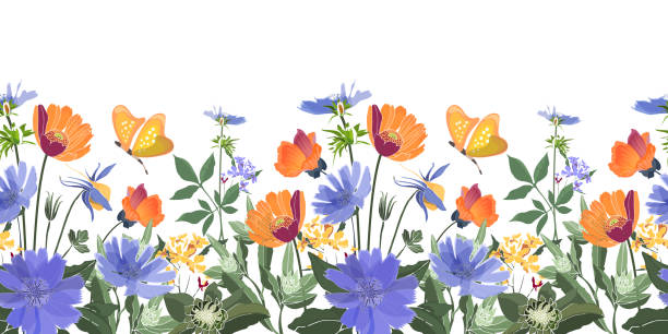 Vector floral seamless border. Summer flowers, green leaves. Vector floral seamless border. Summer flowers, green leaves. Chicory, mallow, gaillardia, marigold, oxeye daisy. Orange, blue flowers, butterfies isolated on white background. columbine stock illustrations