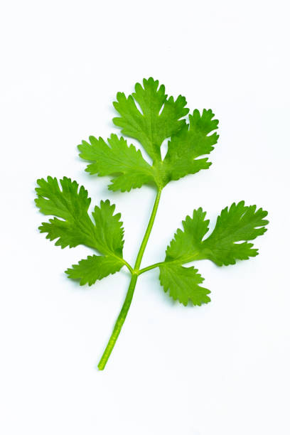 istock Fresh coriander leaves on white background. 1298423950
