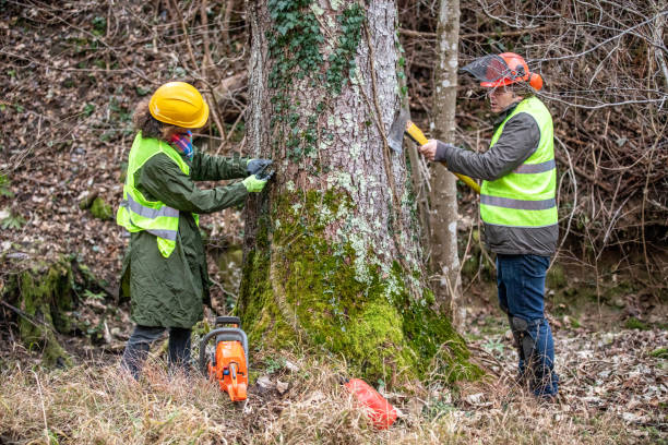 istock Forester and Lumberjack Cleaning Tree Of Creeper Plants 1298425088