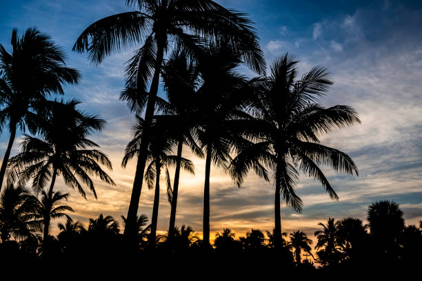 Blue and orange sky above the palm trees during sunset