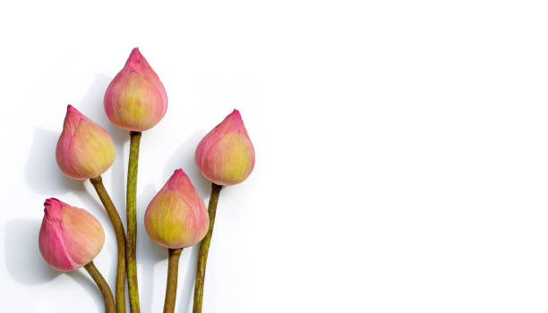 istock Pink lotus flower on white background. 1298425185