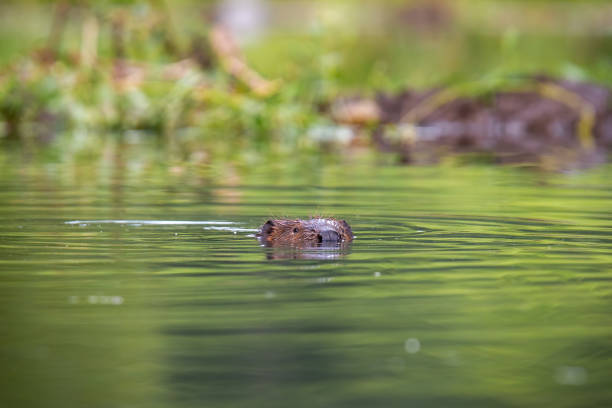 50 Beaver Washing Stock Photos Pictures And Royalty Free Images Istock