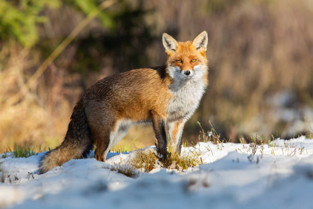 Red fox observing on snowy field in winter nature. Red fox, vulpes vulpes, observing on snowy field in winter nature. Wild orange animal standing on white glade in wintertime illuminated by sunlight. fox photos stock pictures, royalty-free photos & images