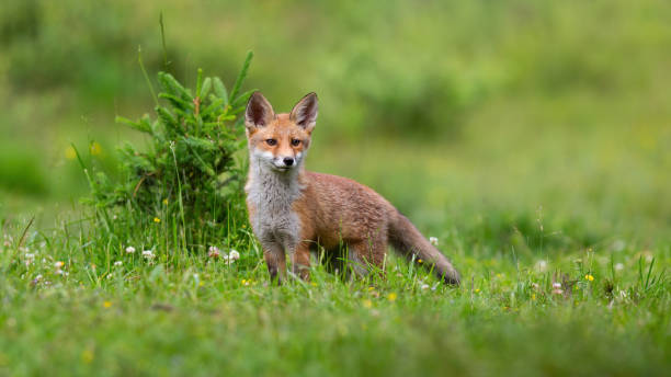 istock Little red fox cub looking on green glade in spring. 1298426219